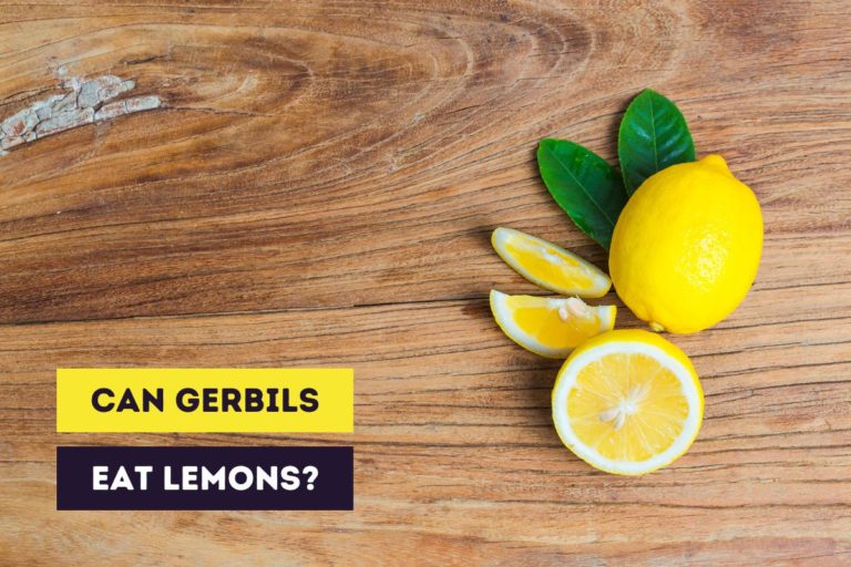 Can Gerbils Eat Lemon? (Dangers & Alternative Food)