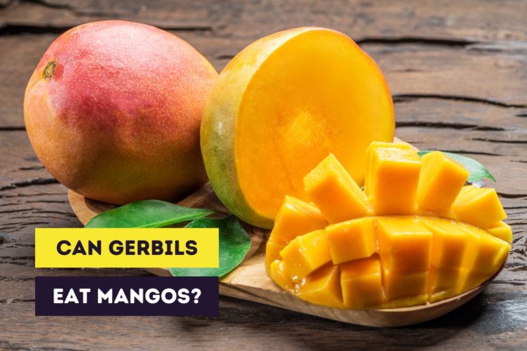 Can Gerbils Eat Mangos? (Fresh, Dried and Dehydrated)