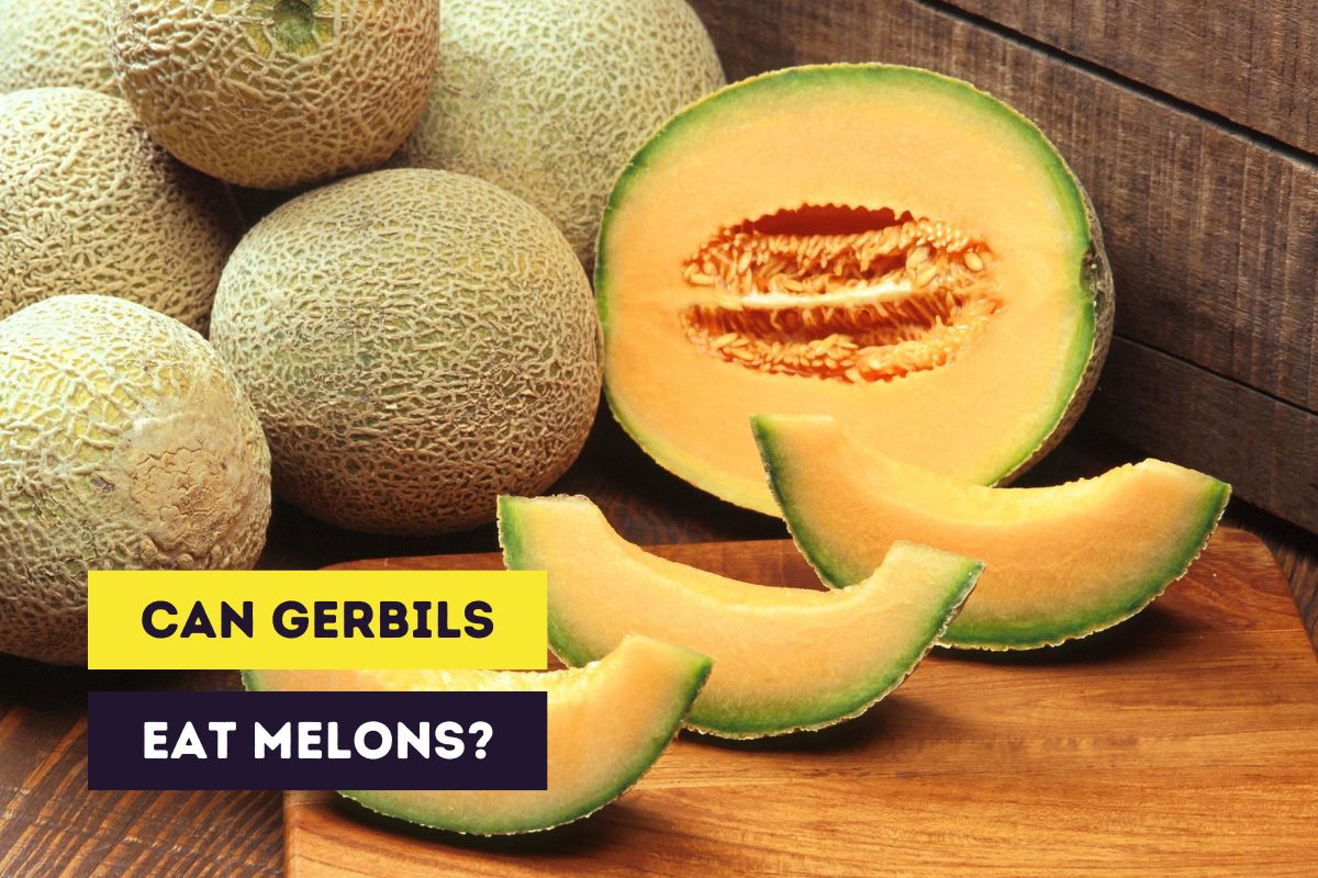 thumbnail can gerbils eat melons