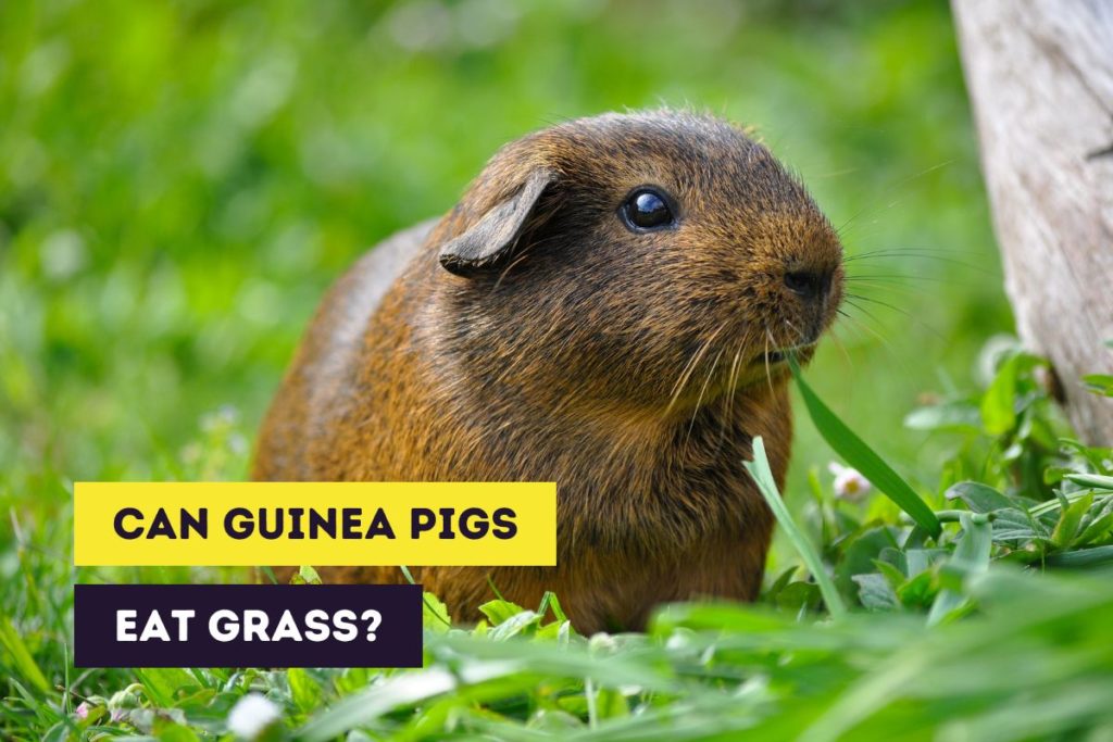 thumbnail can guinea pigs eat grass