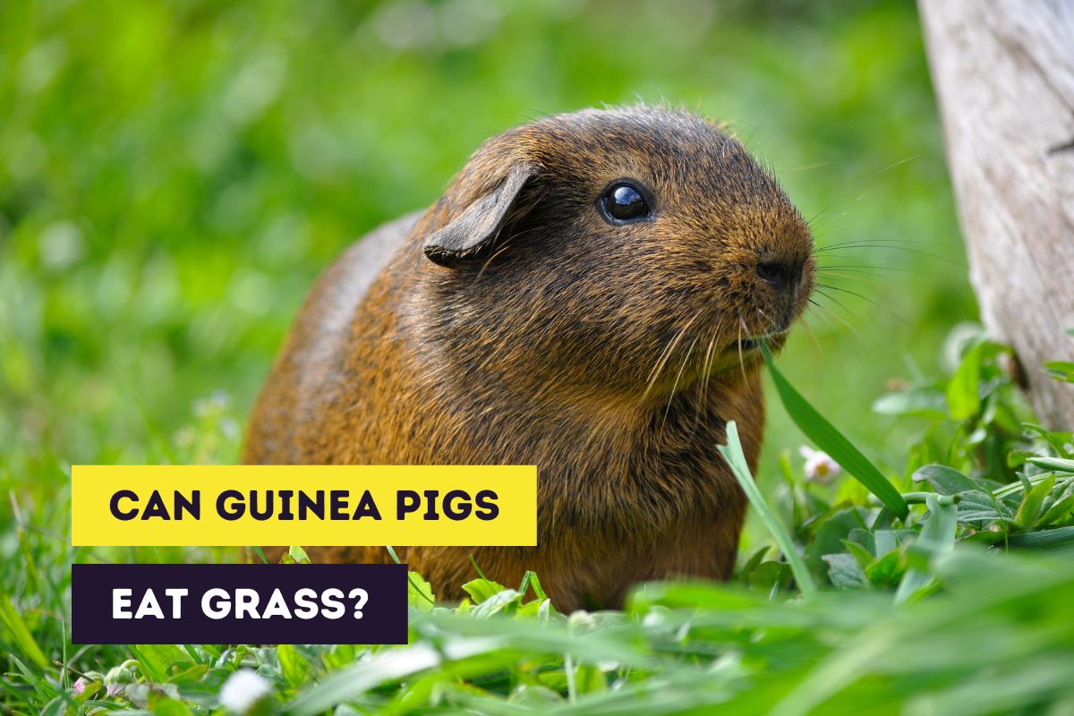 Can Guinea Pigs Eat Grass? Benefits, Dangers & Instructions