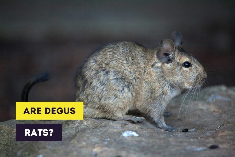 Are Degus Rats? (Understanding Classification of Degus)