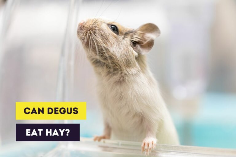 Can Degus Eat Hay? Benefits, Dangers & Instructions
