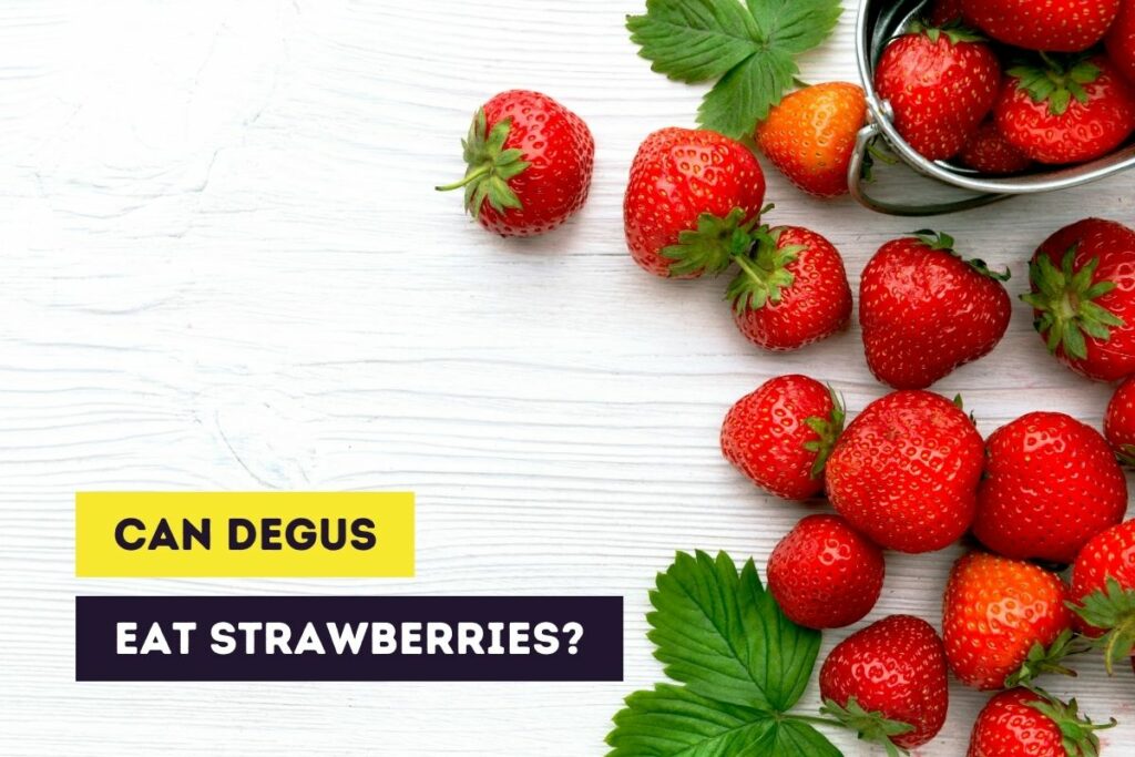 thumbnail can degus eat strawberries