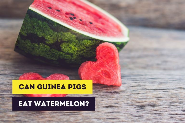 Can Guinea Pigs Eat Watermelon? (Fresh, Dried and Seeds)