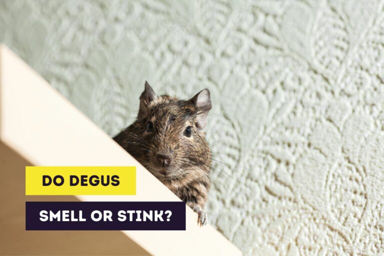 Do Degus Smell? (6 Tips to Prevent Bad Smells)